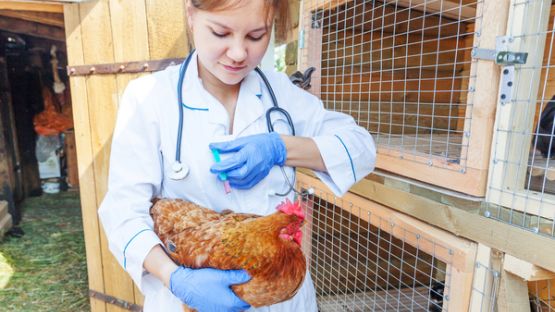 Grippe aviaire : mobilisation des étudiants !