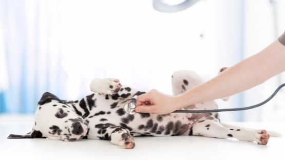 Bien-être animal : un référent obligatoire dans les élevages !