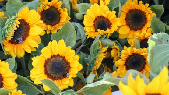 Variétés rendues tolérantes aux herbicides (VRTH) : encadrement à venir ?