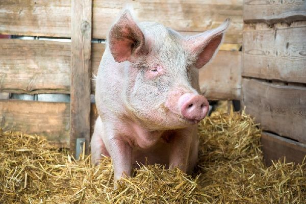 Crise de la filière porcine : création d’un plan de sauvegarde