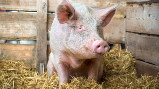 Crise de la filière porcine : création d’un plan de sauvegarde