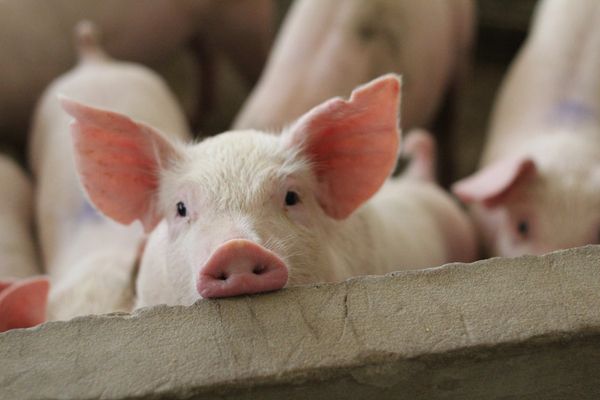 Crise de la filière porcine : la MSA vous soutient