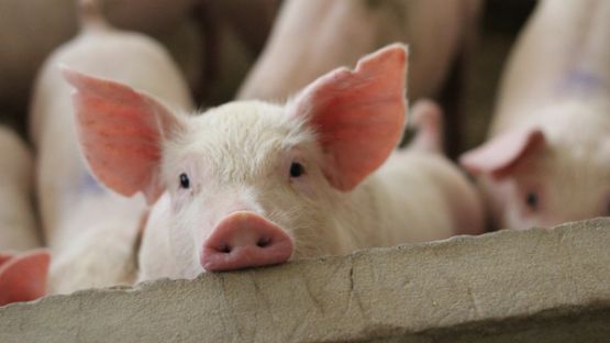 Crise de la filière porcine : la MSA vous soutient