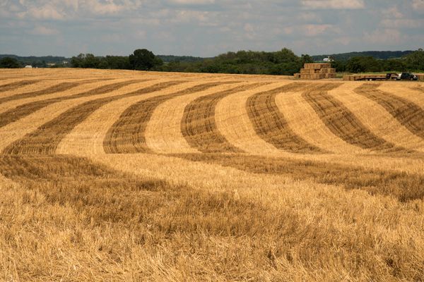 Agriculteurs : attention à la rédaction du congé pour reprise !