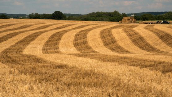 Agriculteurs : attention à la rédaction du congé pour reprise !