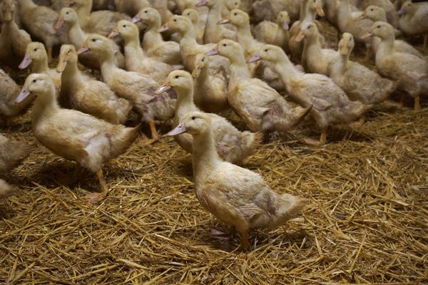 Grippe aviaire : pas de confinement pour les petites exploitations ?