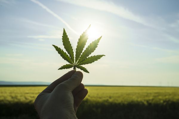 Cultiver du cannabis à usage médical : mode d’emploi