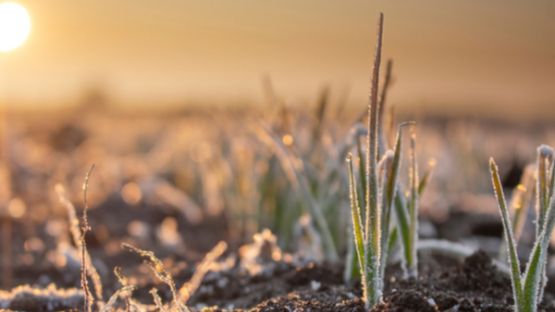 Gel et pertes agricoles : une nouvelle aide financière !
