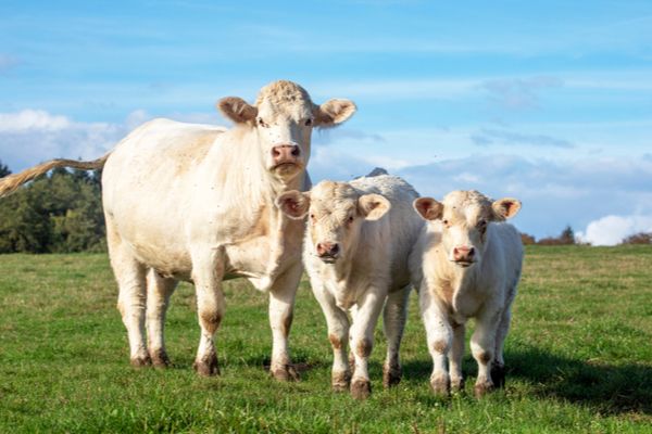 Éleveurs de bovins : publication du montant des aides aux veaux sous la mère