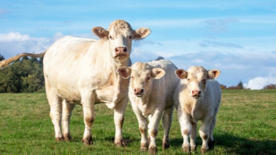Éleveurs de bovins : publication du montant des aides aux veaux sous la mère