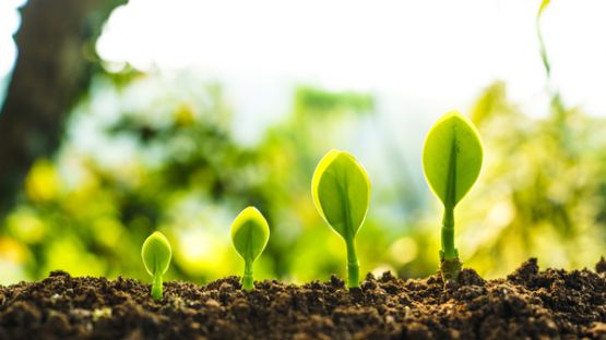 Agriculteurs : focus sur le « Label bas-carbone »