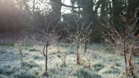 Gel d’avril 2022 : des agriculteurs en difficulté