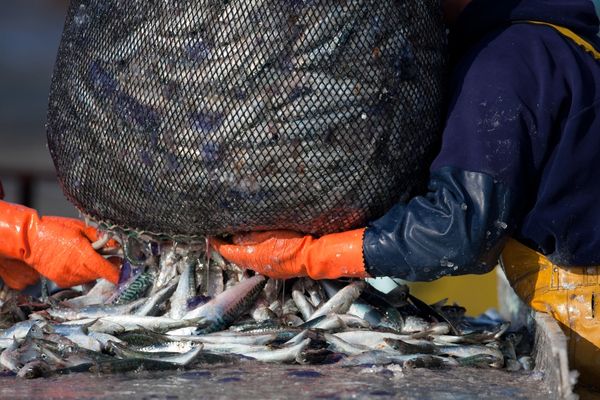 Quotas de pêche 2022 : la répartition est connue !