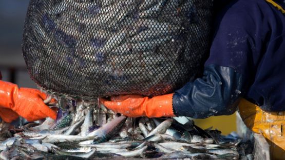 Quotas de pêche 2022 : la répartition est connue !