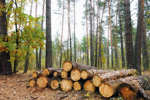 Sylviculture : une aide pour acheter du matériel