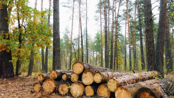 Sylviculture : une aide pour acheter du matériel