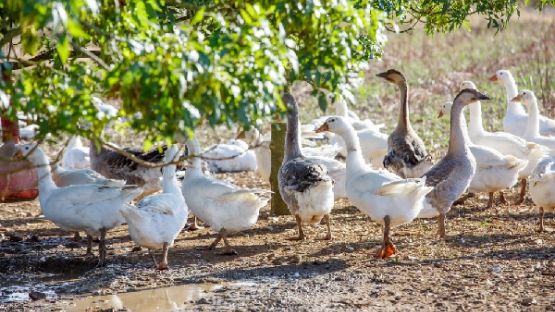 Production de volailles : attention à la TVA !