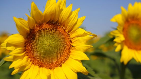 Difficultés d’approvisionnement en huile de tournesol : quelles conséquences ?