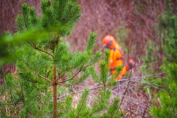 Travaux agricoles, forestiers et accise sur les énergies : une avance exceptionnelle