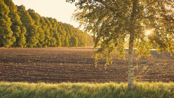 Secteur agricole : une loi pour mieux réguler l’accès au foncier