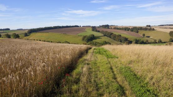 Plan résilience : les agriculteurs doivent produire plus !