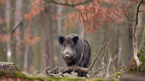 Agriculteur : faire face aux dégâts causés par les sangliers