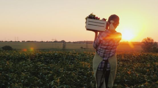 Intempéries : quel(s) soutien(s) pour le secteur agricole ?