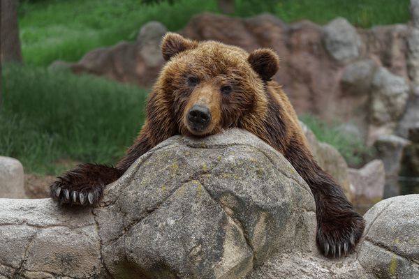 Eleveurs : comment vous protéger des ours bruns ?