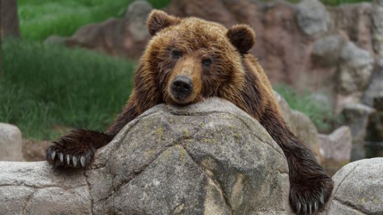 Eleveurs : comment vous protéger des ours bruns ?