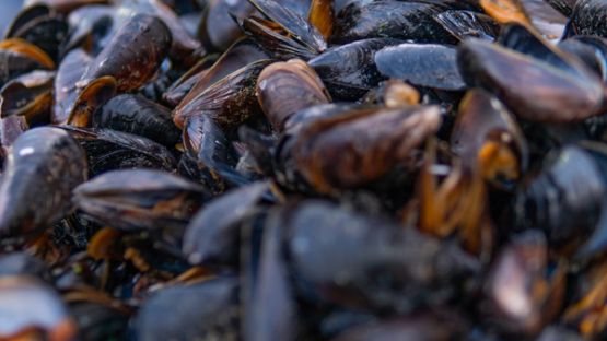 Plan de résilience : une aide spécifique pour les conchyliculteurs