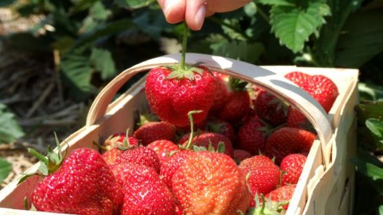 Travail saisonnier : rappel des règles à respecter