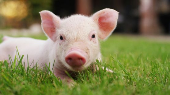 Crise porcine africaine : une nouvelle campagne de sensibilisation