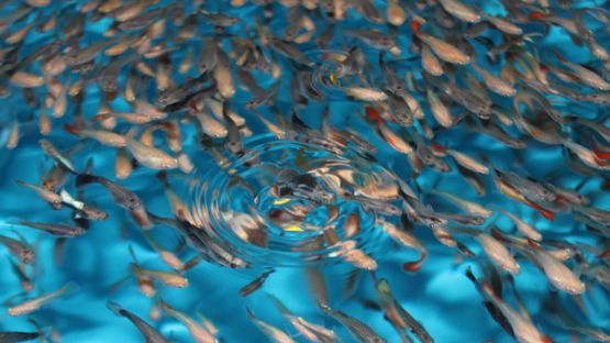 Corse et Outre-mer : indemnisation exceptionnelle des exploitations agricoles et piscicoles