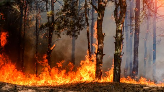 Incendies en Gironde : une aide d’urgence pour les travailleurs indépendants