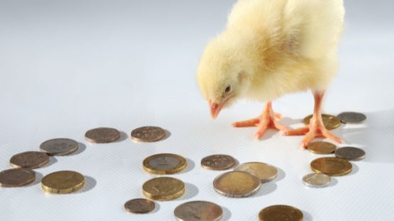 Animaux abattus = agriculteurs indemnisés !