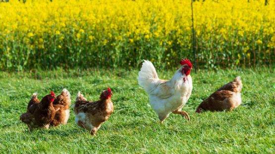 Référent « bien-être animal » : du nouveau pour les élevages de porcs et de volailles