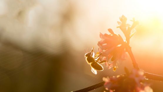 Préservation des ruches à La Réunion : un biocide pour lutter contre les insectes ravageurs