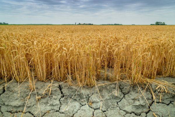 Sécheresse : de nouvelles mesures pour soutenir les agriculteurs