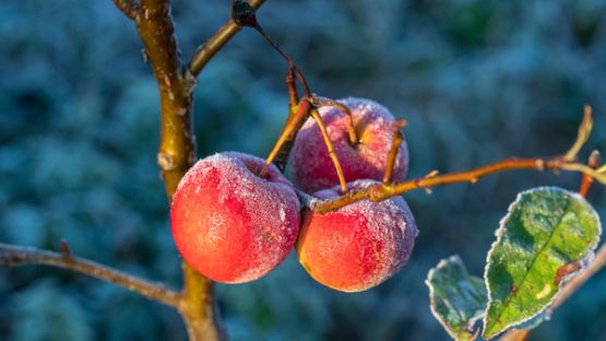 Une indemnisation pour les agriculteurs concernés par l’épisode de gel d’avril 2022