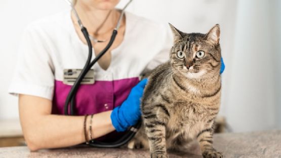 Vétérinaires : procédure disciplinaire et confraternité, quelle articulation ?