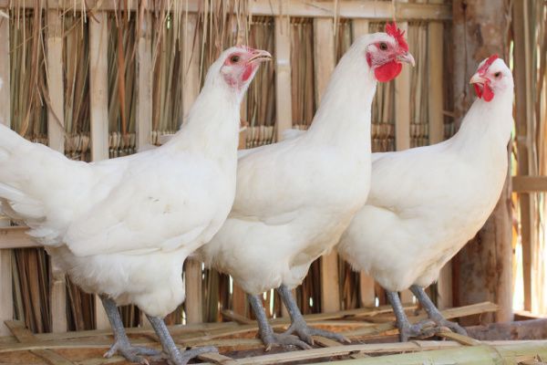 Grippe aviaire : c’est reparti !