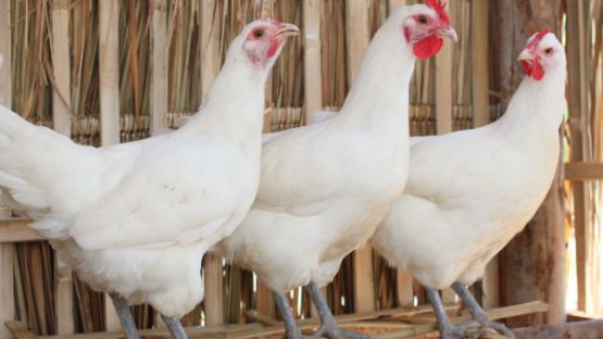 Grippe aviaire : c’est reparti !