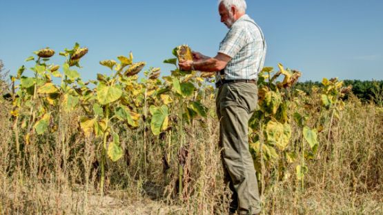 Aléas climatiques : un dispositif pour (r)assurer les agriculteurs !