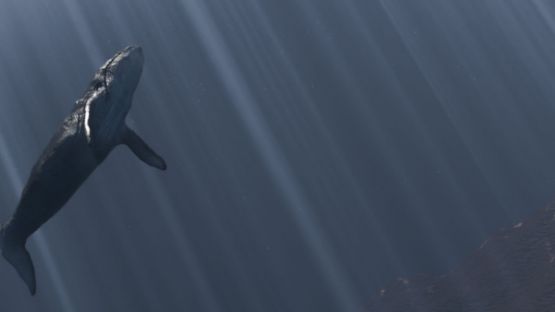 Élargissement des zones interdites de pêche