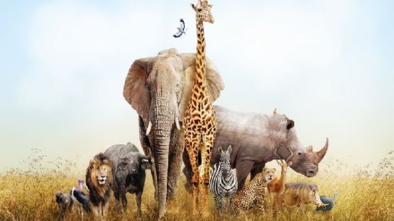 Aide financière au nourrissage et aux soins pour les cirques : dernière ligne droite