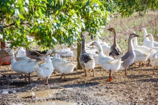 Grippe aviaire : de nouvelles obligations pour limiter la propagation du virus