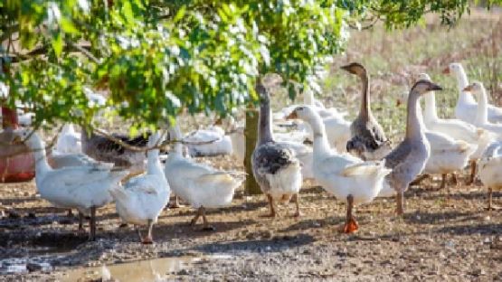 Grippe aviaire : de nouvelles obligations pour limiter la propagation du virus