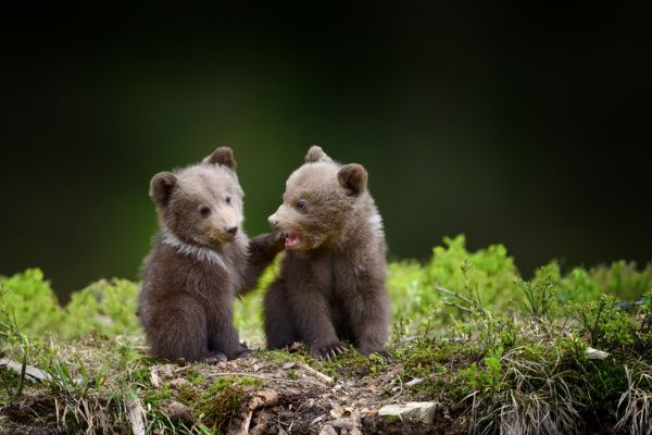 Éleveurs : des mesures d’effarouchement des ours… problématiques ?