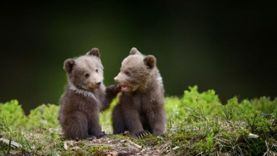 Éleveurs : des mesures d’effarouchement des ours… problématiques ?