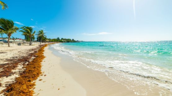 Sargasses : les indépendants vont-ils être indemnisés ?